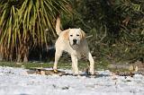 LABRADOR 909